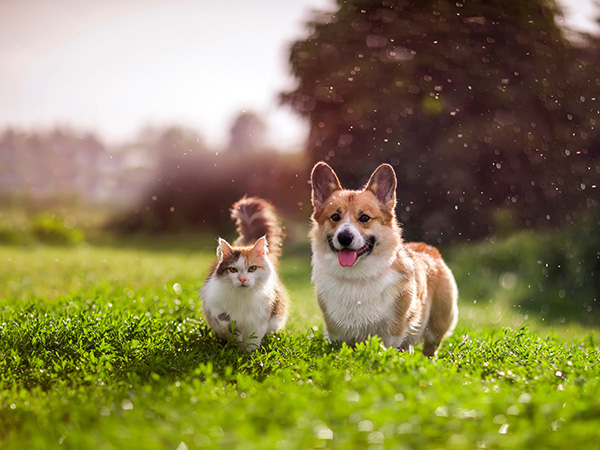 Hund und Katze auf Wiese